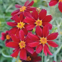 Arborix 6x Coreopsis hybrida 'Red Satin' Pot 9x9cm - Rode Satijnen Meisjesogen Pot 9x9cm - Planten Catalogus
