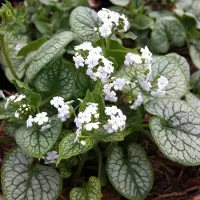 Arborix 6x Brunnera macrophylla 'Mr. Morse' Pot 9x9cm - Prachtige plant voor in de tuin