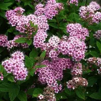 Arborix Spiraea Japonica 'Little Princess' - Spierstruik - 25-30 cm in pot: Lage, dichte struik met roze bloemetjes, ideaal voor randbeplanting.