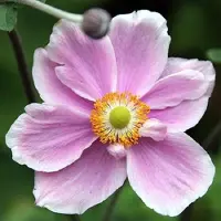 Arborix 6x Anemone tomentosa 'Albadura' Pot 9x9cm - Witbloeiende vaste plant voor de tuin