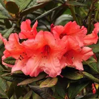 Arborix Rhododendron 'Tortoiseshell Orange' - 40-50 cm in pot: Warmoranje bloemen, zeer opvallend.