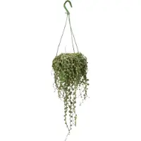 Intratuin Schildpadplantje (Peperomia Prostrata HP) D 14 H 30 Cm