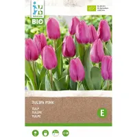 Intratuin Biologische Bloembollen Tulp (Tulipa) Roze 6 Stuks