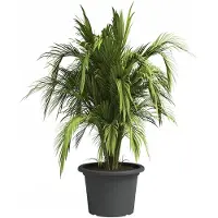 Artevasi Pot Venezia D50Cm Antraciet
