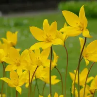 QFB Gardening Grootverpakking Tulp Sylvestris | 50 stuks | Specie | Geel | Voordeelverpakking