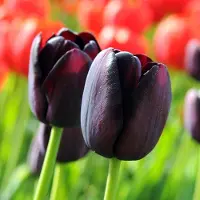 QFB Gardening Grootverpakking Tulp Queen of Night | 50 stuks | Enkel laat | Zwart |