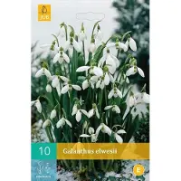 Ta Galanthus elwesii - sneeuwklokje - set van 10 stuks
