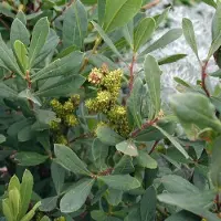 Arborix Myrica Gale - Wilde gagel 30-40 cm pot