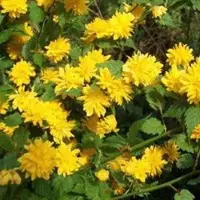 Arborix Kerria Japonica 'Pleniflora' - Ranonkelstruik 50-60 cm pot