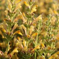 Arborix 6x Agastache hybrida 'Kudos Yellow' Pot 9x9cm - Prachtige gele bloemen voor in de tuin