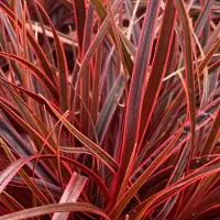 Arborix 6x Uncinia rubra 'Everflame' Pot 9x9cm - Rode Zegge voor een Kleurrijke Tuin