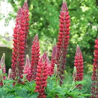 Arborix 6 x Lupinus 'My Castle' - Lupine Pot 9x9 cm - Rode Bloemaren