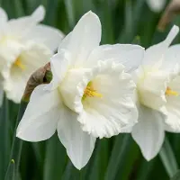 Green Boutiq - 15x Narcissus Mount Hood - Trompetnarcis - Wit - Voorjaarsbloeier - Bolmaat 10/12