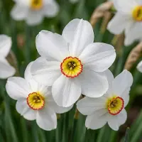 Green Boutiq - 10x Narcissus Recurvus - Witte fakkelnarcis - Wit - Voorjaarsbloeier - Bolmaat 12/14