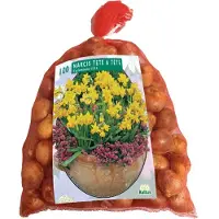 Baltus Narcis Mini Tete a Tete per 100