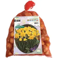 Baltus Narcis Geel per 100