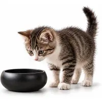 Belviona Kattenvoerbak zwart, RVS 360 ml voor voer & water