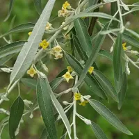 Arborix Elaeagnus Angustifolia - Smalbladige olijfwilg 60-80 cm pot