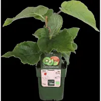 Hello Plants Actinidia Delciosioa Jenny Kiwi - Fruitboom - Ø 13 cm - Hoogte: 45 cm