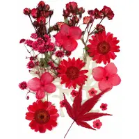 BOTC Natuurlijk Gedroogde Bloemen - Droogbloemen - Gedroogde Bloemen voor Resin DIY - 20 Stuks Natuurlijke Gedroogde Decoraties - Rood