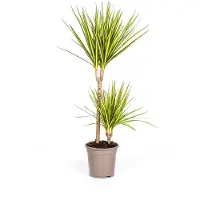 Exotenherz Dracaena marginata "Sunray" - Zonlichtdracaena - Hoogte: 80-100 cm