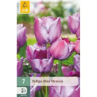 JUB Tulipa Blue Heaven bloembol 7 stuks