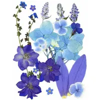 BOTC Natuurlijk Gedroogde Bloemen - Droogbloemen - Gedroogde Bloemen voor Resin DIY - 20 Stuks Natuurlijke Gedroogde Decoraties - Blauw paars
