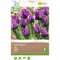 Intratuin Biologische Bloembollen Tulp (Tulipa) Donkerpaars 6 Stuks