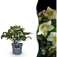 Green Boutiq - Tuinplant - Lenten Rose - Helleborus Diamfire - Groene Bloem - Groenblijvend - Pot 19cm Hoogte 40cm