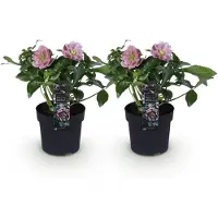Green Boutiq - Tuinplant - Lenten Rose - Helleborus orientalis Double Ellen Pink - Roze Bloem -2 Planten - Groenblijvend - Pot 14cm Hoogte 35cm