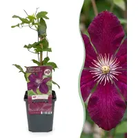 Green Boutiq - 4x Clematis Rouge Cardinal - Bosrank Rode Kardinaal - Rood - Klimplant - Ø9cm - 35cm