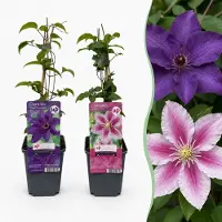 Green Boutiq - 2x Clematis Duo Purple & Pink - Bosrank - Paars - Roze - Wit - Klimplant - Ø9cm - 35cm