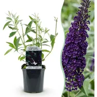 Green Boutiq - Vlinderstruik - Buddleja davidii Purple Emperor - Bloem Paars - 1 Plant - Bladverliezend - Vlinderlokkend - Pot 17cm Hoogte 25cm