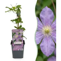 Green Boutiq - 2x Clematis Justa - Bosrank - Licht Blauw - Klimplant - Ø9cm - 35cm