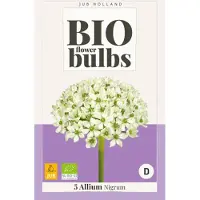 JUB Allium nigrum - , 5 bollen