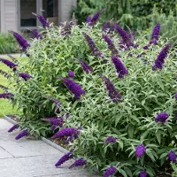 Green Boutiq - Vlinderstruik - Buddleja davidii Empire Blue- Bloem Blauw - 1 Plant - Bladverliezend - Vlinderlokkend - Pot 17cm Hoogte 25cm