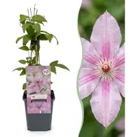 Green Boutiq - 2x Clematis Hagley Hybrid - Bosrank - Roze - Klimplant - Ø9cm - 35cm