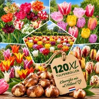 IRONO Tulpen Bloembollen XL - 120 stuks - Mix van 15 Soorten - Meerkleurig - Bloem Bollen Mix - Tulpenbollen Cadeau - Bloemen - Winterhard - Meerjarig