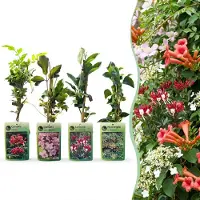 Green Boutiq - 4x Klimplanten Rainbow Courfull - Regenboog klimplant - Licht Roze - Wit - Paars - Klimplant - Ø9cm - 35cm