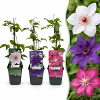 Green Boutiq - 3x Clematis Tricolour - Driekleurige bosrank - Paars - Roze - Wit - Klimplant - Ø9cm - 35cm