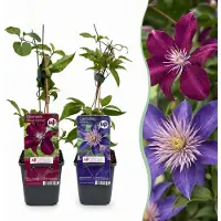 Green Boutiq - 12x Clematis Duo Blue & Red - Bosrank Duo Blauw & Rood - Blauw - Rood - Klimplant - Ø9cm - 35cm