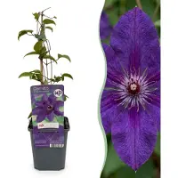 Green Boutiq - 4x Clematis The President - Bosrank - Paars - Klimplant - Ø9cm - 35cm
