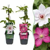 Green Boutiq - 4x Clematis Duo Pink & White - Bosrank - Wit - Roze - Klimplant - Ø9cm - 35cm