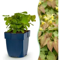 Green Boutiq - Vasteplant - Epimedium perralch. Frohnleiten - Elfenbloem - Schaduw - Geel - 12 Planten - Pot 11cm - Hoogte 15-25cm