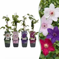 Green Boutiq - 8x Clematis Rainbow - Bosrank - Paars - Rood - Roze - Wit - Klimplant - Ø9cm - 35cm