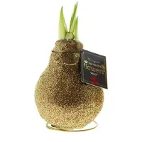 QFB Gardening Wax Amaryllis Double Sparkle Goud/Rood in KOKER | Prachtige Wax Amaryllis voor