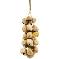 Ancient Wisdom Medium Pangi Seed Shell - Natural Nut Shaker (30 Shells)