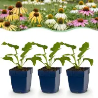 Green Boutiq - Vasteplant - Echinacea Tricolour - Zonnehoed - Bijen en Vlinderlokkers - Geel - Roze - Wit - 24 Planten - Pot 11cm - Hoogte 15-25cm