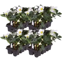 Plants by Frank | Set van 24 kerstroos planten | 24x Helleborus niger 'Christmas Carol' | 7 cm Ø | 15-20 cm | Winterharde kerstroos planten | Tuinplanten | Herfstplanten