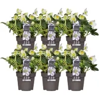 Plants by Frank | Set van 6 kerstroos planten | 6x Helleborus niger 'Christmas Carol' | 12 cm Ø | 20 cm | Winterharde kerstroos planten | Tuinplanten | Herfstplanten